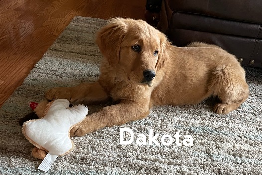 Dakota trained puppy