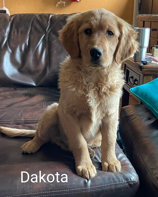 Dakota trained puppy 2