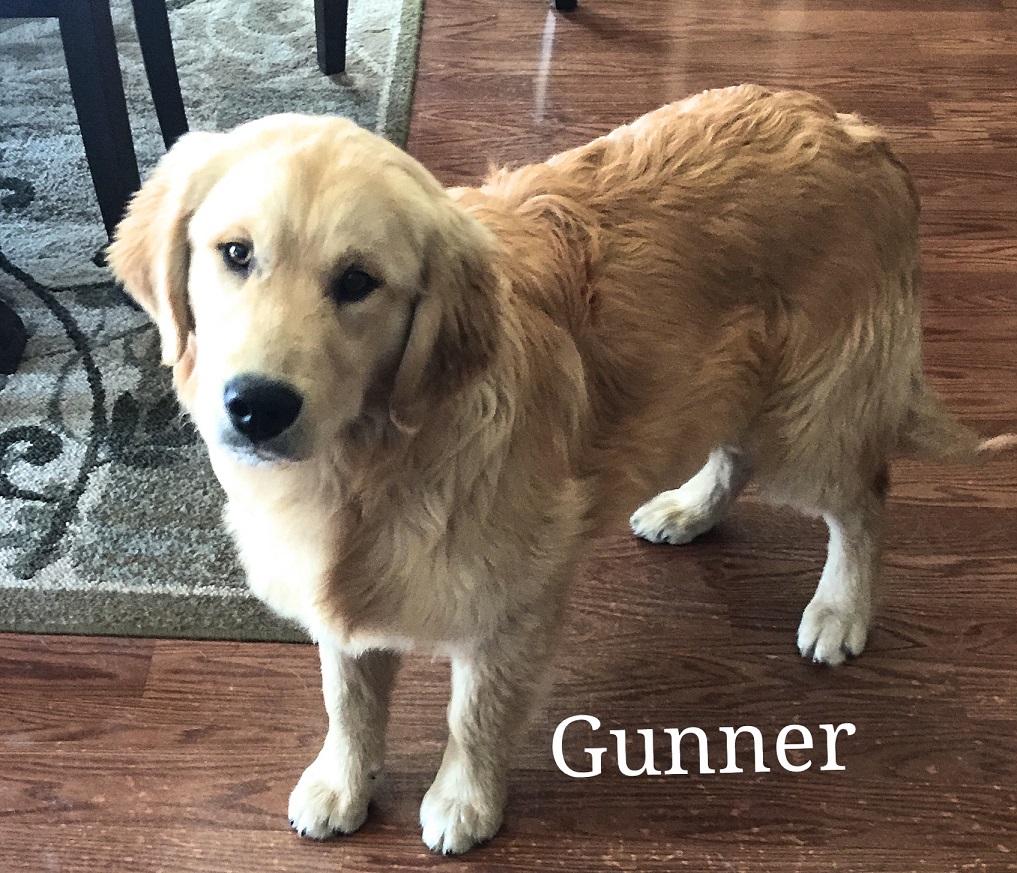 North Star Golden Retrievers Trained Puppies