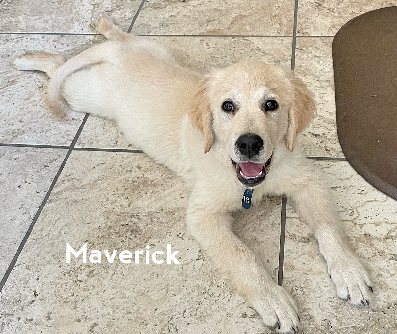 Maverick trained puppy