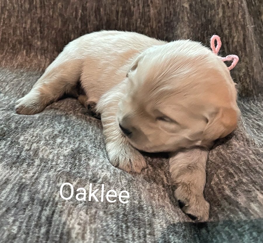 oaklee