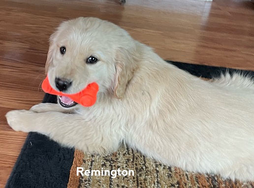 Remington trained puppy