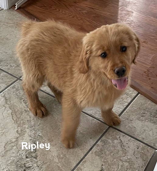 Ripley trained puppy