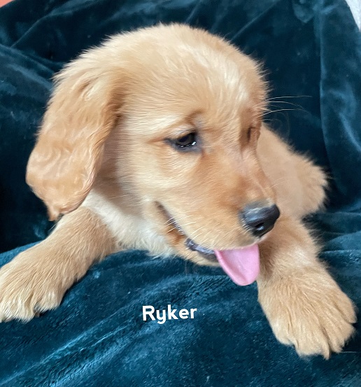 Ryker trained puppy