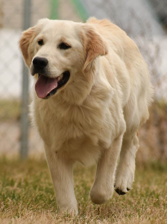 North Star Golden Retrievers » Trained 