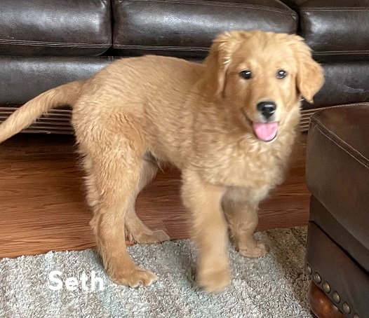 Seth trained puppy