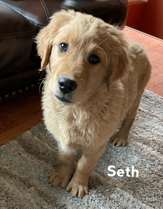 Seth trained puppy 2