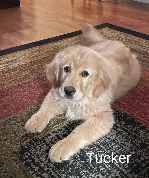 Tucker trained puppy