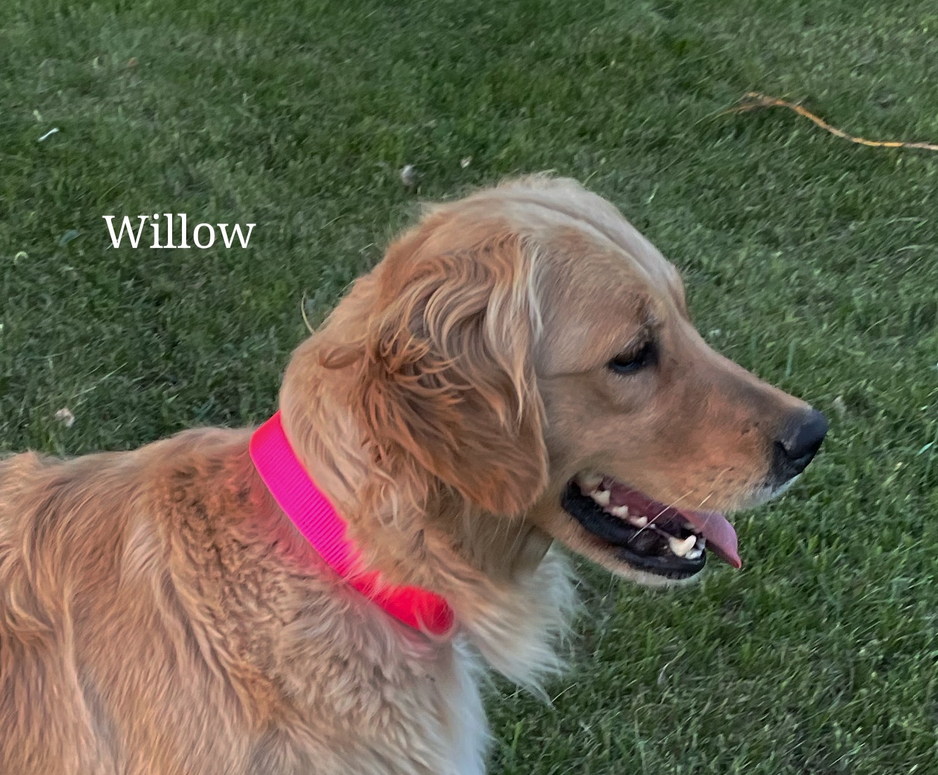 Willow's head picture
